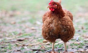 Κότες, κατσίκες και ερίφια σε ταράτσα 16ου ορόφου στους Αμπελόκηπους