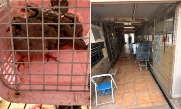 Κότες, κατσίκες και ερίφια σε ταράτσα 16ου ορόφου στους Αμπελόκηπους – Σχηματίστηκε δικογραφία – Δείτε βίντεο