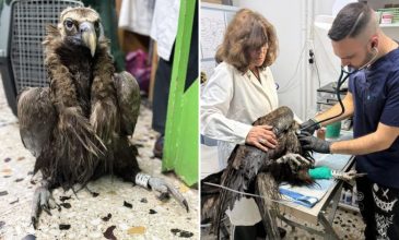 Ο μαυρόγυπας «Ιωάννα» επέστρεψε στη Δαδιά και ανανέωσε την ελπίδα