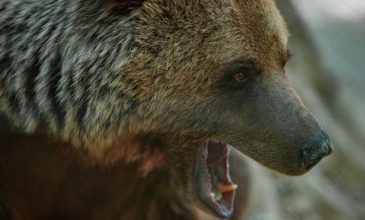 Ανησυχία στην Λητή Θεσσαλονίκης μετά την εμφάνιση αρκούδας – Τι κάνουμε όταν συναντήσουμε το μεγαλόσωμο ζώο
