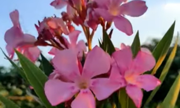 Τοξικότητα και κίνδυνοι από το φυτό πικροδάφνη που συναντάται ευρέως σε δημόσιους χώρους