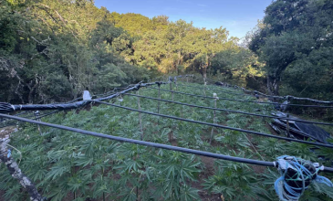 Εντοπίστηκε μεγάλη φυτεία με περίπου 1.380 δενδρύλλια κάνναβης στα Καμένα Βούρλα της Φθιώτιδας
