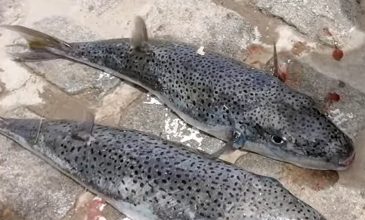 «Επικηρύχθηκε» από την κυβέρνηση για 5,33 ευρώ το κιλό ο λαγοκέφαλος
