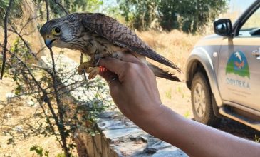 Δαχτυλίδια παρακολούθησης σε κιρκινέζια, χαλκοκουρούνες, νυκτόβια αρπακτικά και πελαργούς – Δείτε εικόνες