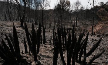 Κάηκαν 45.000 στρέμματα κοντά στη Σαραγόσα – Η φωτιά καίει και θα χρειαστεί «μέρες για να τεθεί υπό έλεγχο»