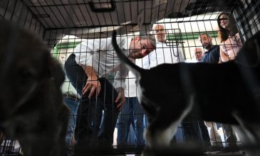 Ο Νίκος Ανδρουλάκης στον σταθμό φιλοξενίας πυρόπληκτων ζώων στα Μέγαρα
