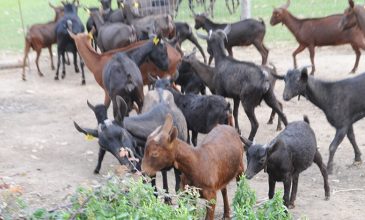Παρατείνονται τα μέτρα για την ευλογιά των αιγοπροβάτων στην Κρήτη