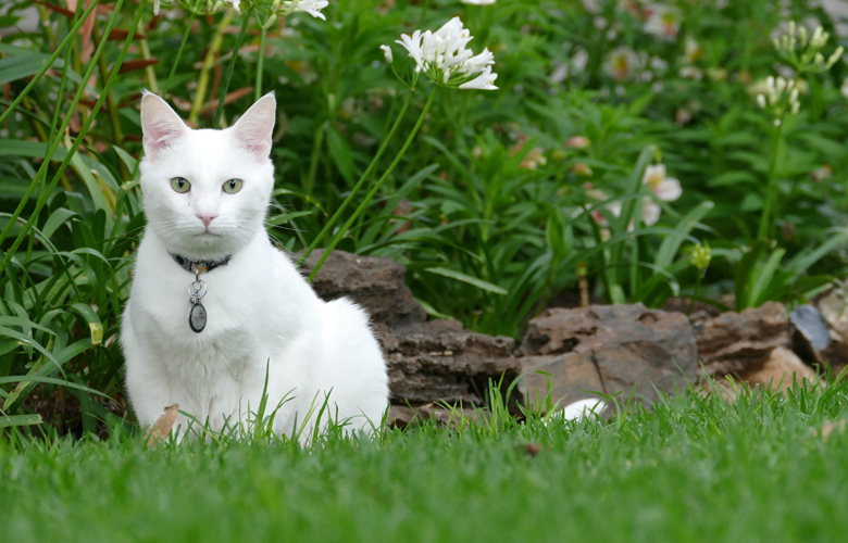 Ένας κουφός γάτος ο επίσημος «προγνώστης» του Μουντιάλ
