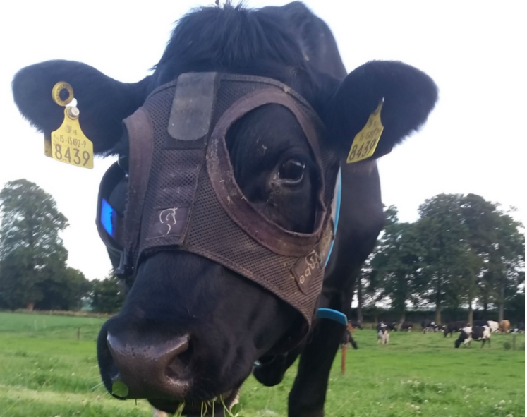Μάσκα φωτός στις αγελάδες για να κατεβάζουν περισσότερο γάλα