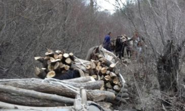 Μπήκαν παράνομα από την Αλβανία και έκοψαν δυόμιση κυβικά ξύλα