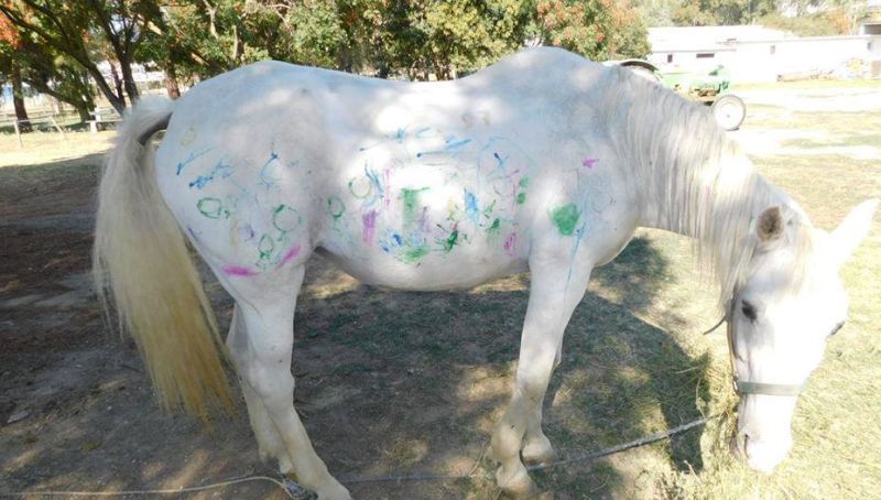 Μηνύσεις στο σχολείο που έβαλε τα παιδιά να ζωγραφίσουν σε άλογο