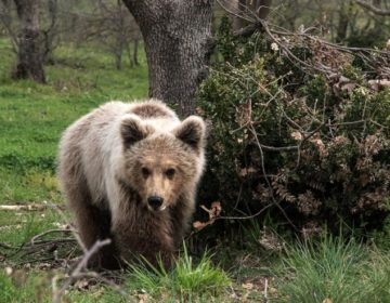 Αρκουδάκι απεγκλωβίστηκε από προαύλιο χώρο ξενοδοχείου στην Καστοριά