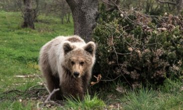 Στιγμές αγωνίας για γυναίκα βοσκό που ήρθε αντιμέτωπη με αρκούδα