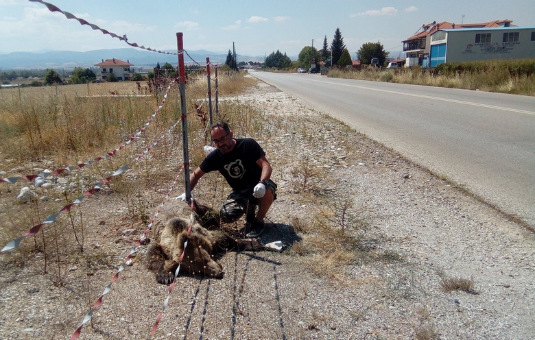 Νεκρή αρκούδα στην Καστοριά