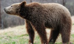 Aναστάτωση προκάλεσε μια αρκούδα στο Άργος Ορεστικό – Στήθηκε μεγάλη επιχείρηση για τον απεγκλωβισμό της