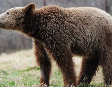 Αρκούδα έφαγε 15 πρόβατα στο Νυμφαίο Φλώρινας