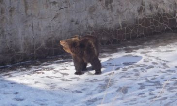 Αρκουδίτσα εγκλωβίστηκε σε δεξαμενή και στήθηκε επιχείρηση διάσωσης