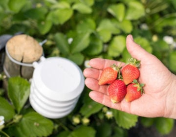 Έξυπνη γεωργία από την Bosch στην Agrotica 2018