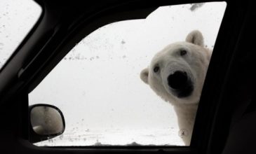 Όταν μια πολική αρκούδα σε κοιτά από το τζάμι του αμαξιού σου