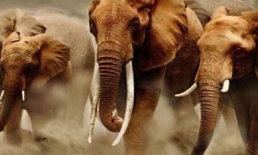 Ελέφαντας ποδοπάτησε και σκότωσε Σαουδάραβα τουρίστα σε σαφάρι στην Ουγκάντα