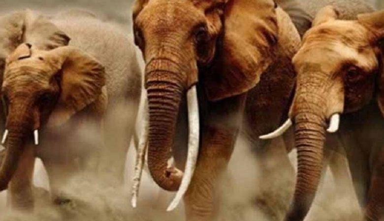Ελέφαντας ποδοπάτησε μέχρι θανάτου επιστήμονα στην Ουγκάντα