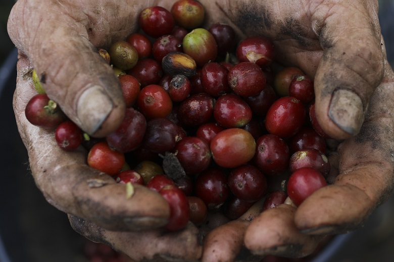Ο βιολογικός καφές το Ελ Ντοράντο των αγροτών της Κούβας