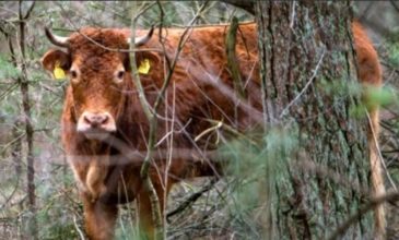 Αγελάδα – αντάρτης κρύφτηκε στο δάσος για να γλυτώσει το σφαγείο
