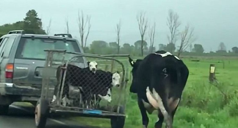 Αγελάδα τρέχει πίσω από όχημα που μεταφέρει τα μωρά της στο σφαγείο
