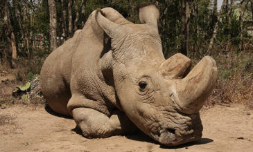 Πεθαίνει ο τελευταίος λευκός αρσενικός ρινόκερος στον κόσμο