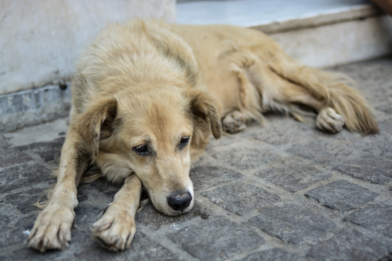«Σούβλισαν» σκύλο με σύρματα στην Κρήτη