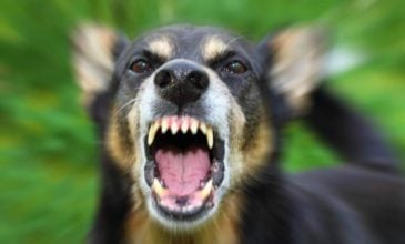 Κατερίνη: Επίθεση από αδέσποτα σκυλιά δέχθηκε 85χρονη