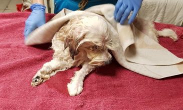 Σκυλίτσα καθόταν δύο εβδομάδες δίπλα στη νεκρή κυρία της