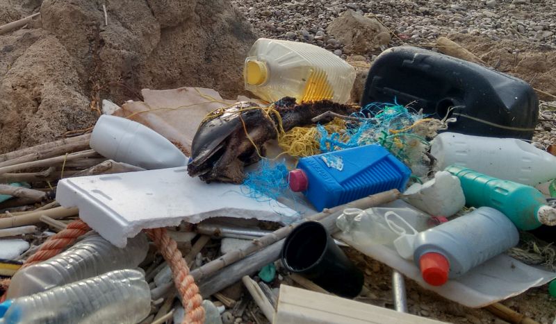 Τα δελφίνια του Αιγαίου σκοτώνονται από τα πλαστικά σκουπίδια μας