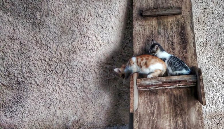 Κορονοϊός: Μεγάλη μεταδοτικότητα σε σκύλους και γάτες από τους ιδιοκτήτες δείχνει νέα έρευνα