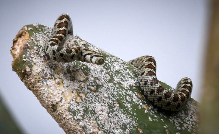 Κοζάνη: Βρήκε φίδι όταν πήγε να πάρει μία χαρτοπετσέτα – Δείτε βίντεο