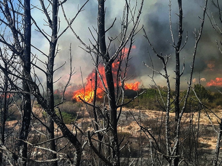 Από εδάφους και αέρος η κατάσβεση πυρκαγιάς στην Ηλεία