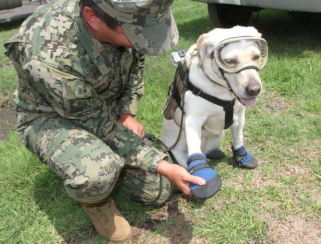 Η Φρίντα, το ηρωικό σκυλί με τα μποτάκια που έσωσε 12 ανθρώπους