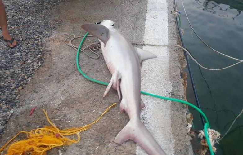 Ψαράς στην Κρήτη έπιασε καρχαρία 60 κιλών