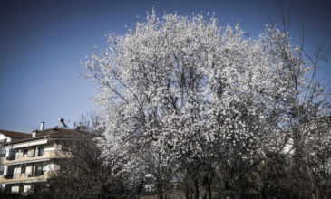 Μια ανοιξιάτικη ανάσα με άνοδο θερμοκρασίας αλλά τοπικές βροχές