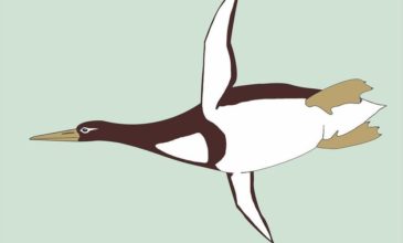 Γιγάντιο πιγκουίνο στο ύψος ανθρώπου ανακάλυψαν οι επιστήμονες