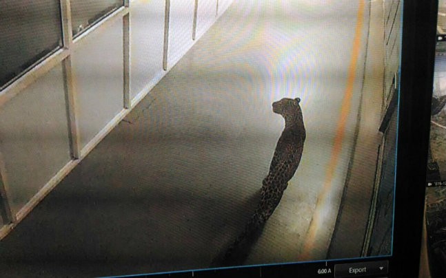 Πεινασμένη λεοπάρδαλη έκοβε βόλτες μέσα στο μεγαλύτερο εργοστάσιο αυτοκινήτων