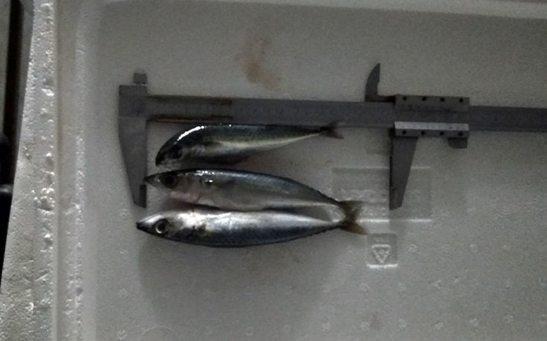 Διακόσια κιλά ακατάλληλα ψάρια στην ιχθυόσκαλα