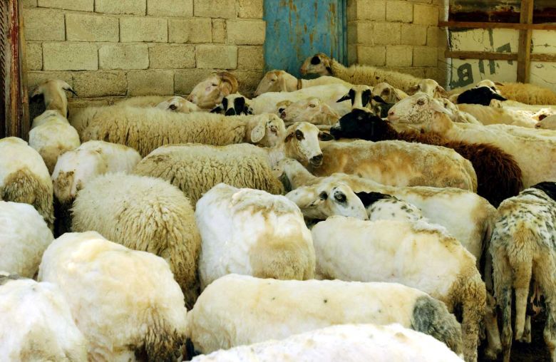 Έκτακτα μέτρα για την ευλογιά στα πρόβατα