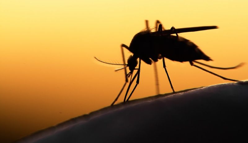 Πριν από εσάς για εσάς, εφαρμογή προειδοποιεί για κουνούπια