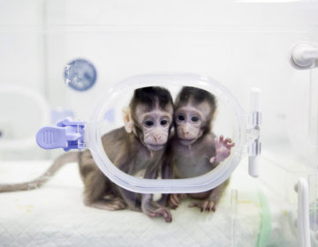 Οι πρώτες μαϊμούδες που κλωνοποιήθηκαν – Πότε έχει σειρά ο άνθρωπος
