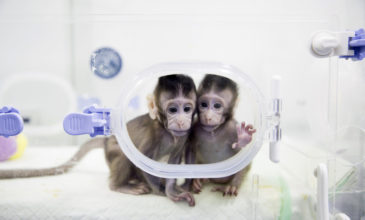Οι πρώτες μαϊμούδες που κλωνοποιήθηκαν – Πότε έχει σειρά ο άνθρωπος
