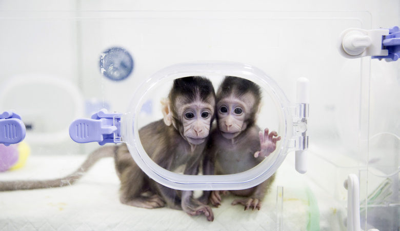 Επιστήμονες δημιούργησαν τα πρώτα χιμαιρικά έμβρυα από άνθρωπο και μαϊμού