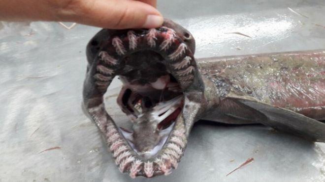 Ψαράς έπιασε προϊστορικό καρχαρία