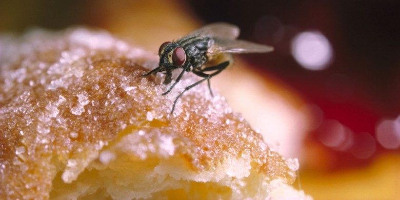 Οι μύγες βοηθάνε στην εξάπλωση των ασθενειών