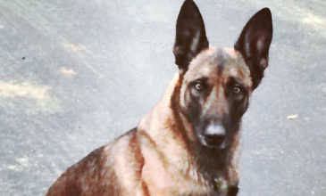 Αδέσποτο σκυλί επιτέθηκε σε γυναίκα στη Λαμία